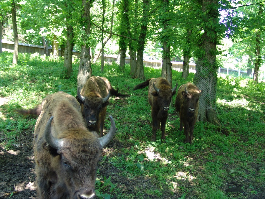 Rezervația de zimbri și faună carpatină „Dragoș Vodă” – Vânători-Neamț – fotografia 13