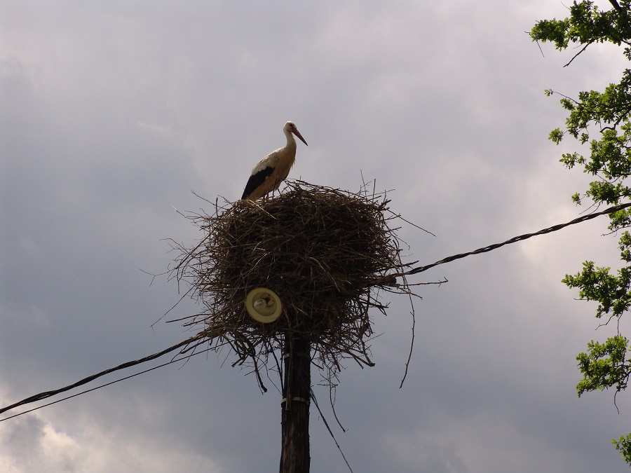 Rezervația de zimbri și faună carpatină „Dragoș Vodă” – Vânători-Neamț – fotografia 14