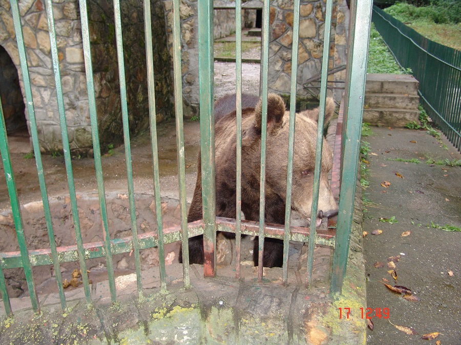Rezervația de zimbri și faună carpatină „Dragoș Vodă” – Vânători-Neamț – fotografia 29