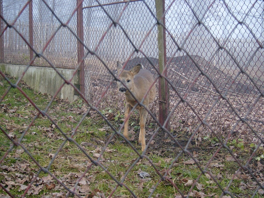 Rezervația de zimbri și faună carpatină „Dragoș Vodă” – Vânători-Neamț – fotografia 42