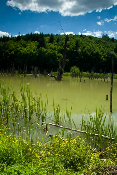 Cuejdel Lake