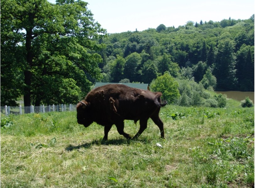Ținutul zimbrului din Neamț- destinație premiată la nivel mondial – fotografia 10