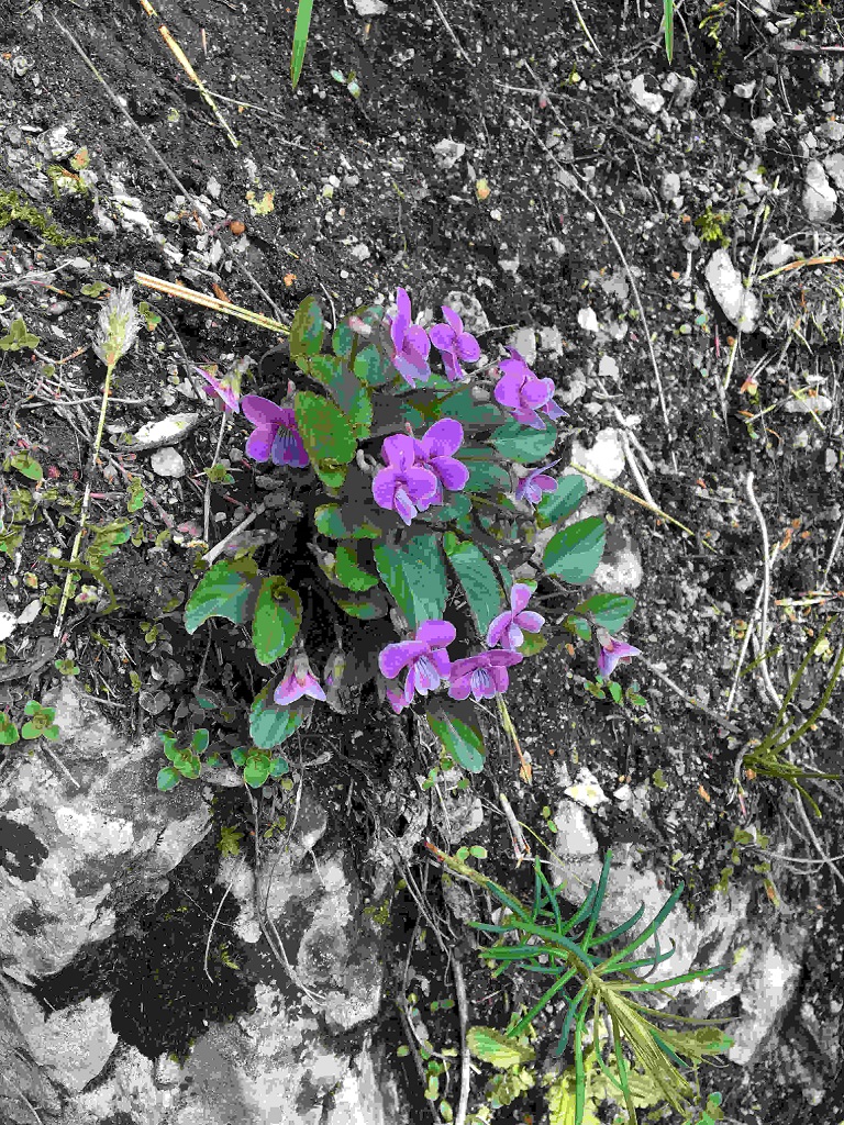 Via Ferrata „Astragalus”– aventură la înălțime în Neamț – fotografia 7