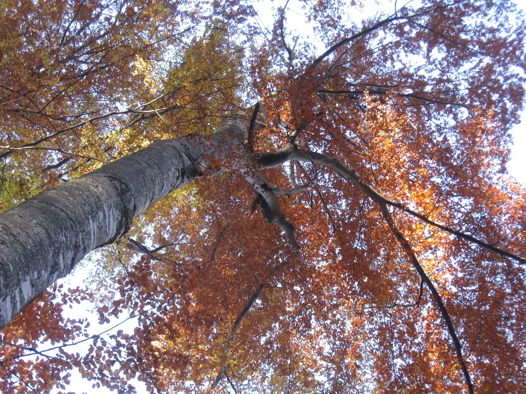 Pe traseul turistic Piatra Neamț –Bălțătești – Tîrgu Neamț – photo 23