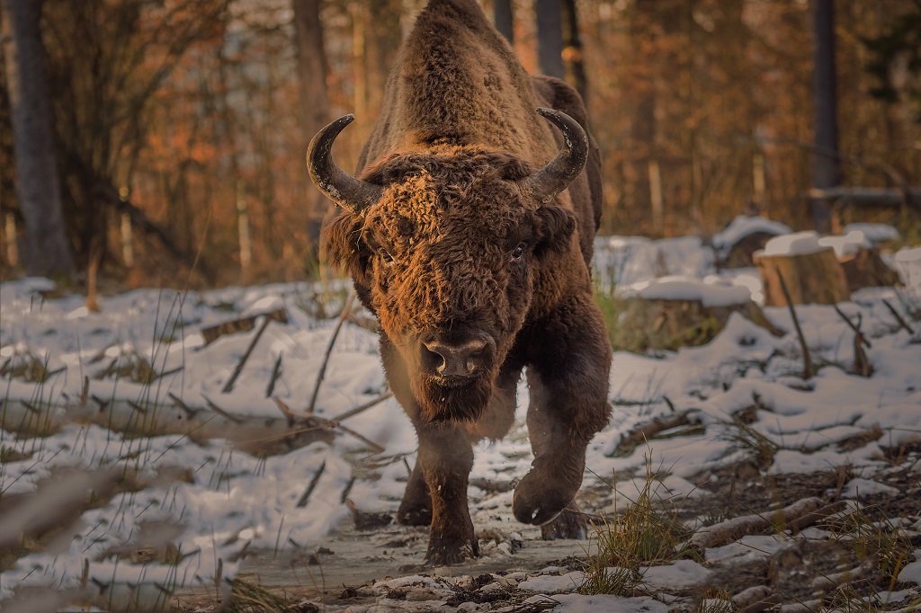 Ținutul Neamț, o destinație europeană de excelență – fotografia 8