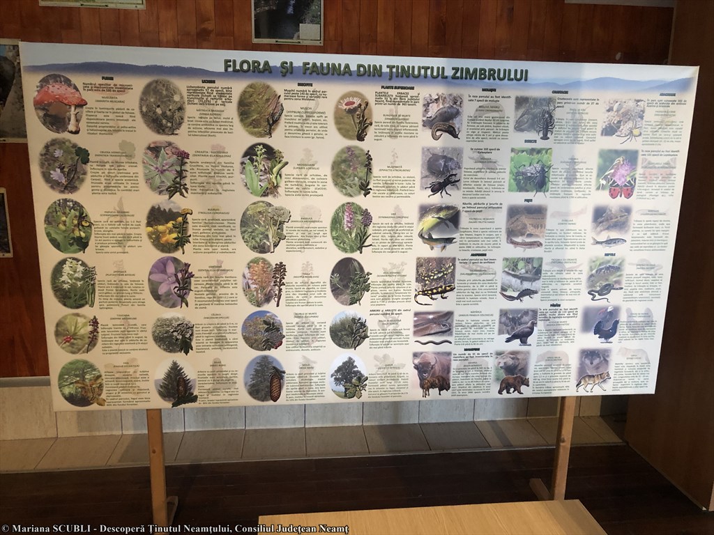 Ținutul Zimbrului din Neamț, descoperit de pasionații de fotografie – fotografia 31