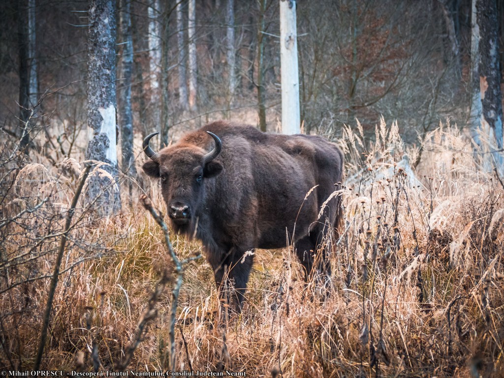 ECOBRUNCH – Ținutul Zimbrului. Eveniment de cultură gastronomică și promovare a destinației de ecoturism – fotografia 7