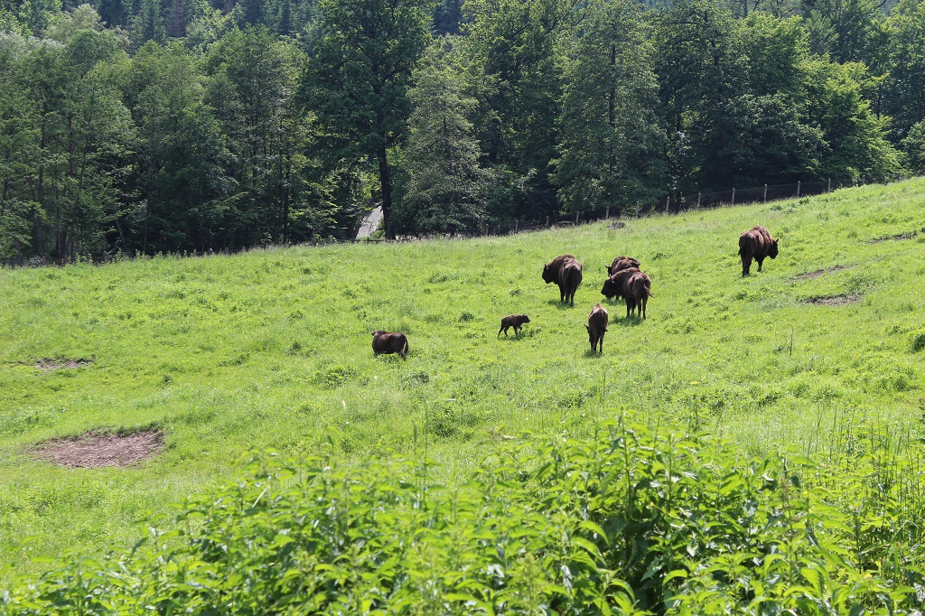 ECOBRUNCH – Ținutul Zimbrului. Eveniment de cultură gastronomică și promovare a destinației de ecoturism – fotografia 9