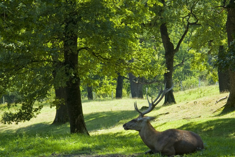 Rezervatia de Zimbri Neamt
