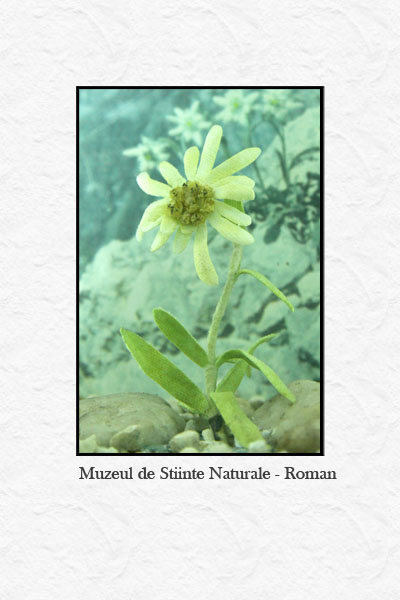 Muzeul de Stiinte Naturale Roman - Judetul Neamt