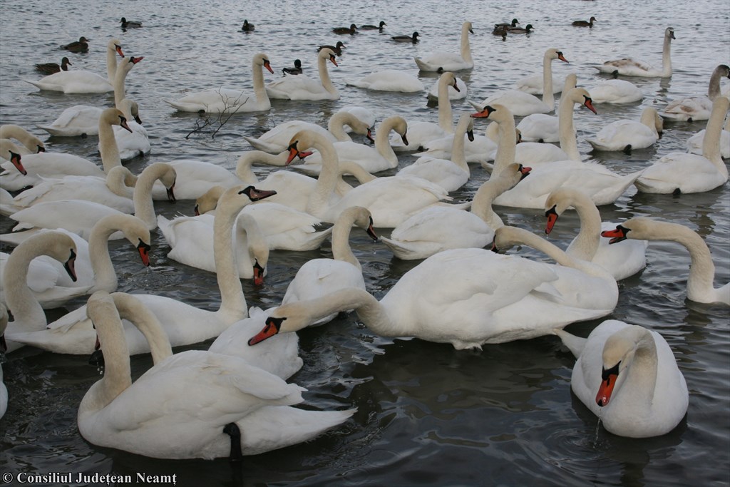 Swan lake in winter – Lake Pângărați in Neamț County