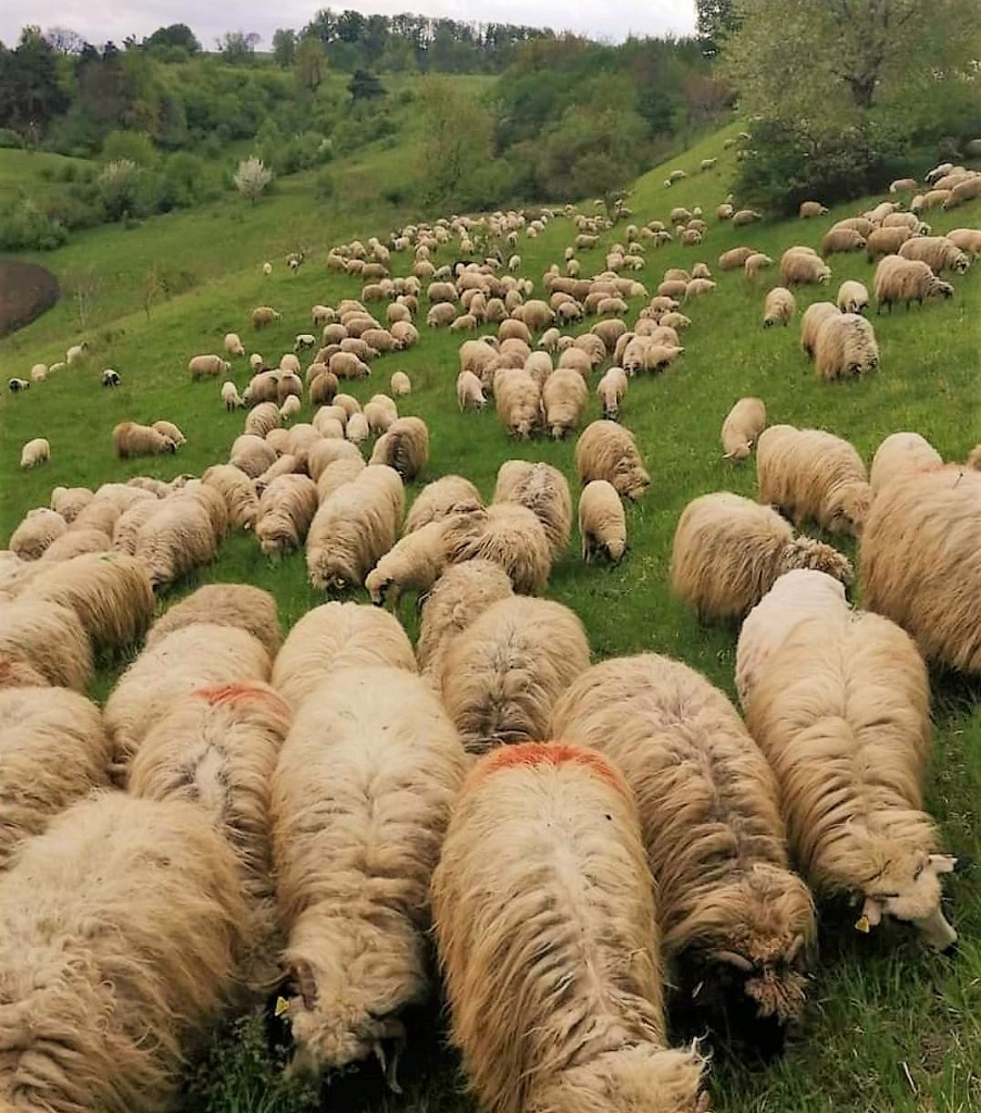 Satul Sabasa, loc de poveste în Neamț – fotografia 9