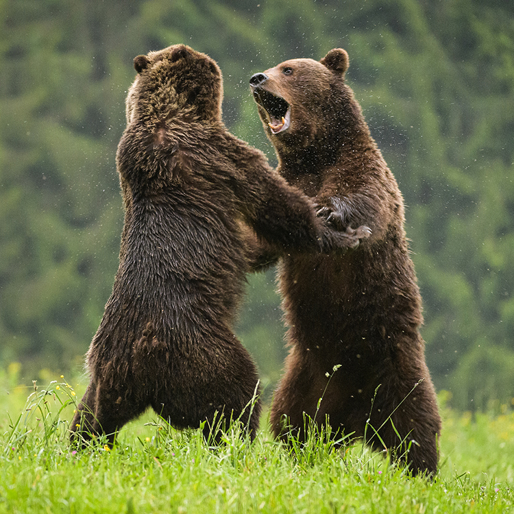 ”Wild Romania” now in Piatra Neamț – photo 3