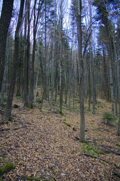 Manastiri din Neamt