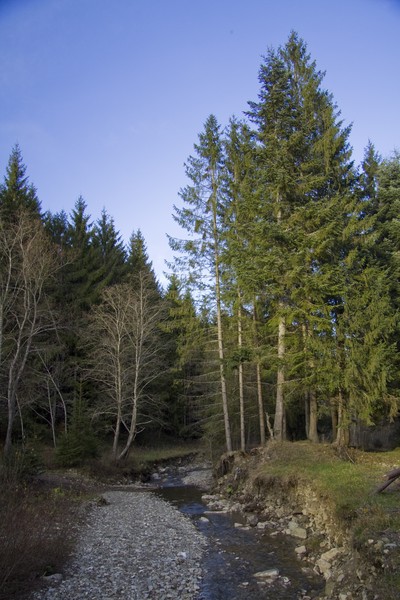 Manastiri din Neamt