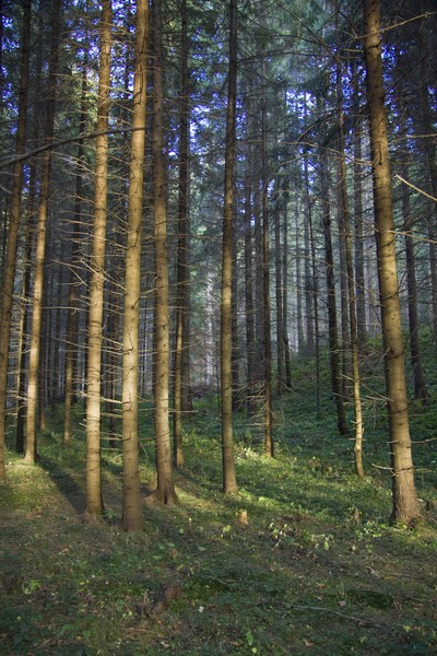 Manastiri din Neamt