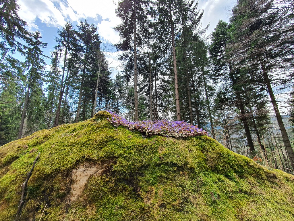 Spre Pietrele Roșii
