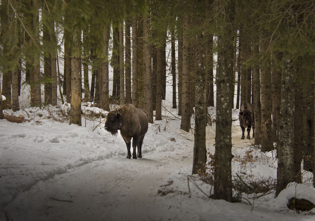 Ecoturism în Neamț – Ținutul Zimbrului – fotografia 2