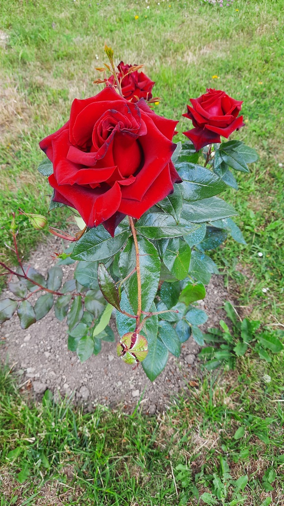 Părinți și copii, în vacanță la Neamț! O recomandare semnată Twinkl.ro – fotografia 30