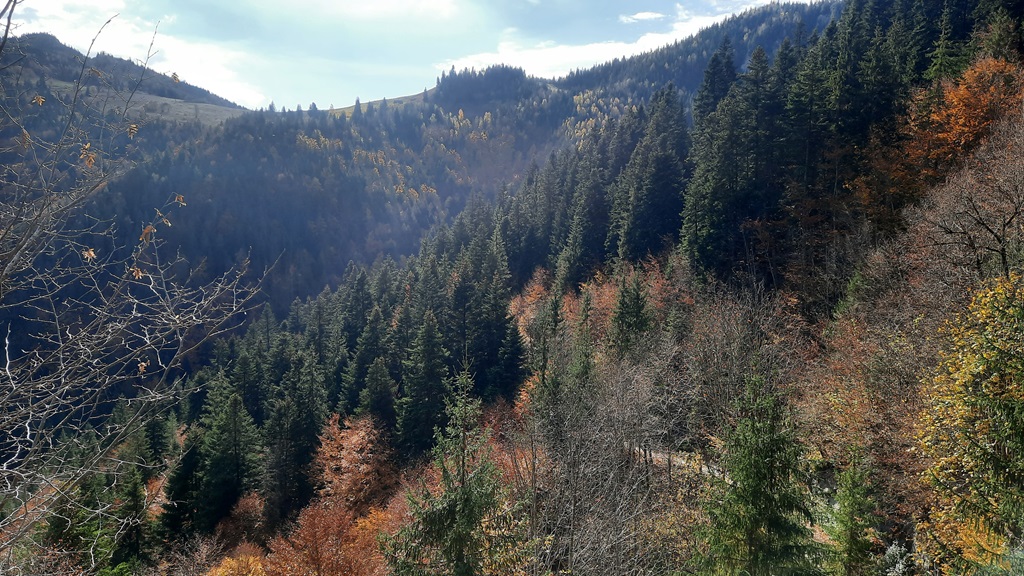 Zone pitorești din Neamț și Harghita într-un program de ecologizare – fotografia 17
