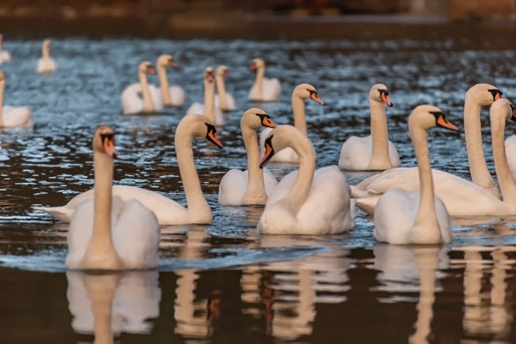 lebede pe lacul Bâtca Doamnei Piatra-Neamț