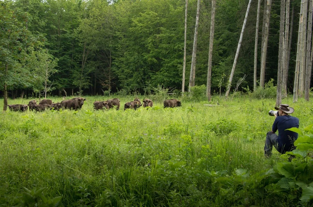 photo credit @Ținutul Zimbrului