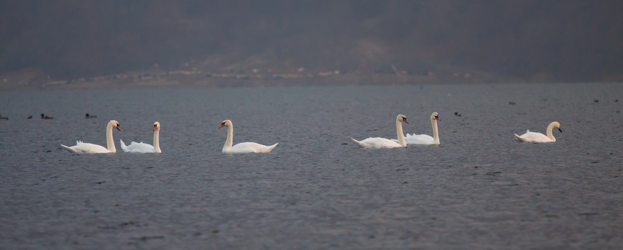 Lbede lacul Pangarati 2011