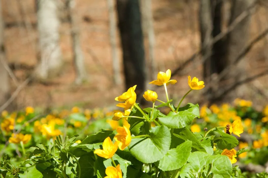 Primavara la Negulesti