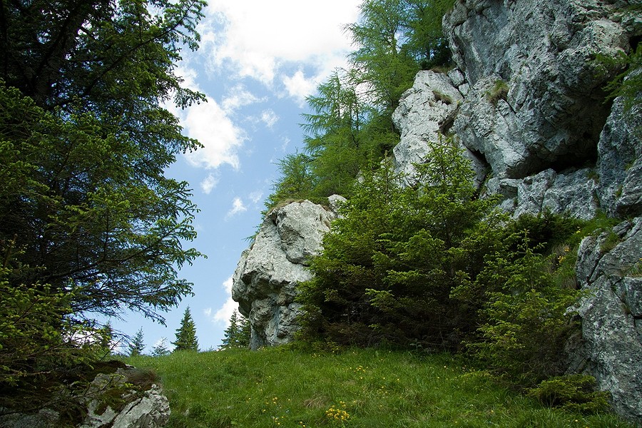 Zona Polita cu Crini - Ceahlau