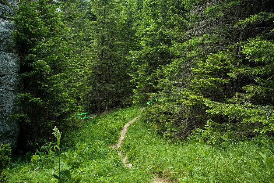 Zona Polita cu Crini - Ceahlau