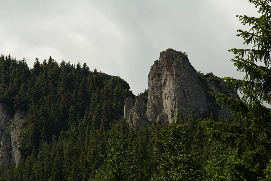 Zona Polita cu Crini - Ceahlau