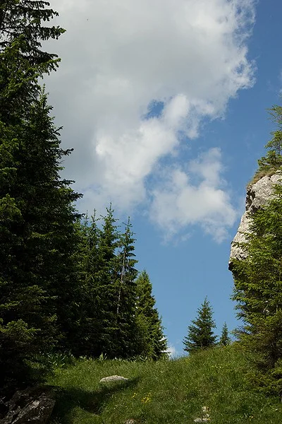 Zona Polita cu Crini - Ceahlau