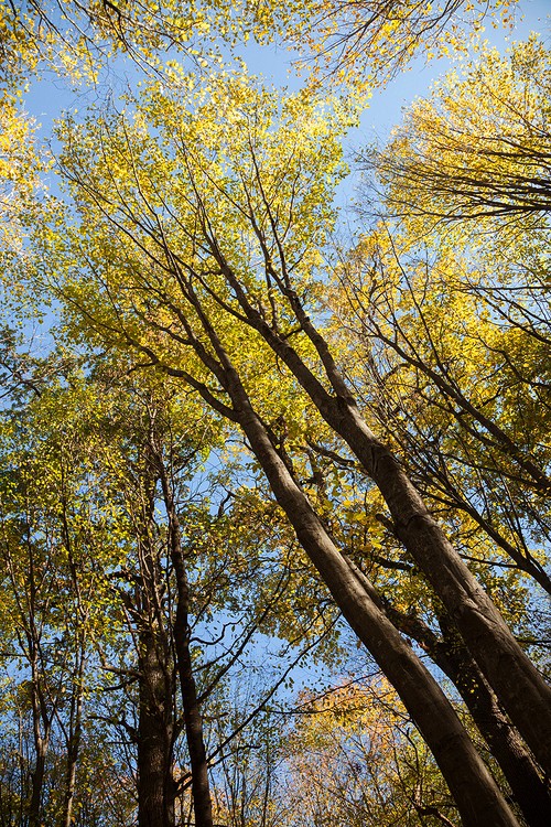 Autumn in the Oak reservation Dumbrava 2012