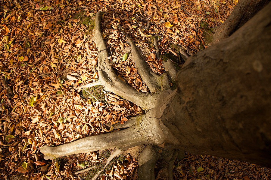 Autumn in the Oak reservation Dumbrava 2012