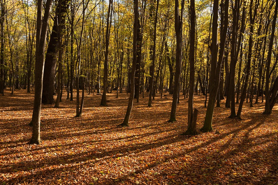 Autumn in the Oak reservation Dumbrava 2012