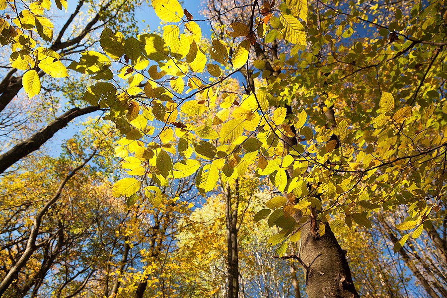 Autumn in the Oak reservation Dumbrava 2012