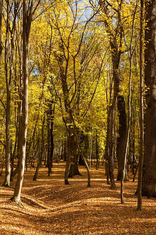 Autumn in the Oak reservation Dumbrava 2012