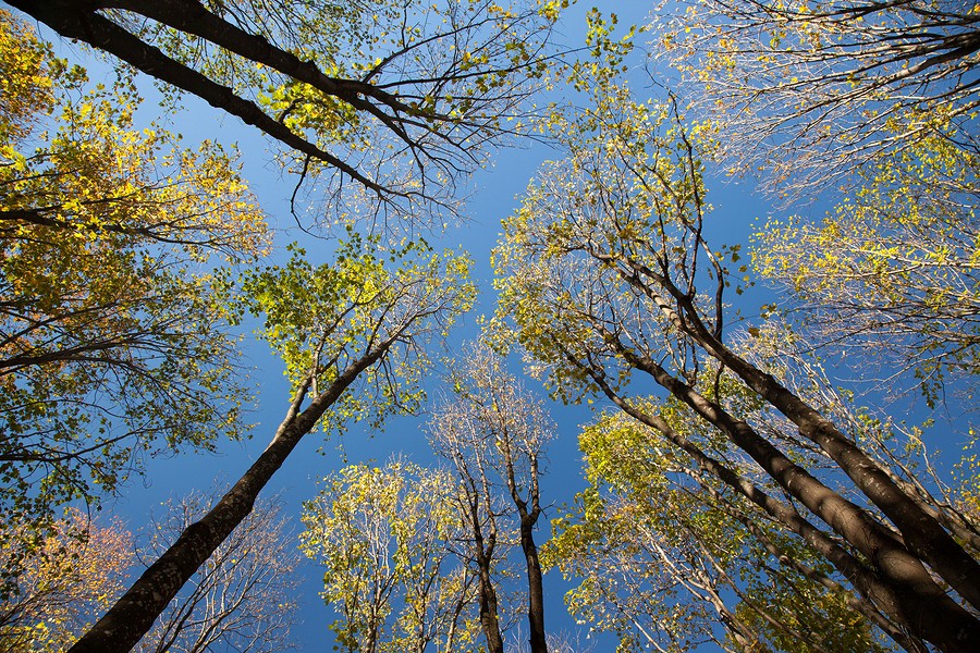 Autumn in the Oak reservation Dumbrava 2012