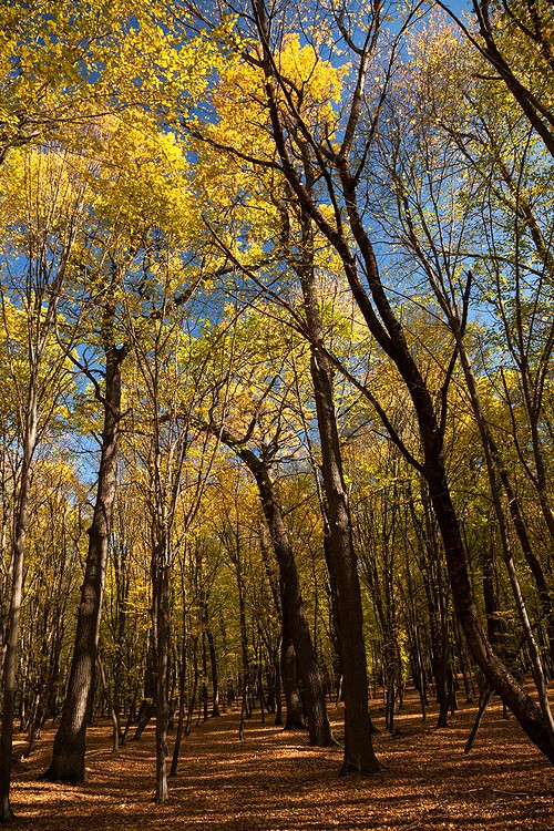 Autumn in the Oak reservation Dumbrava 2012