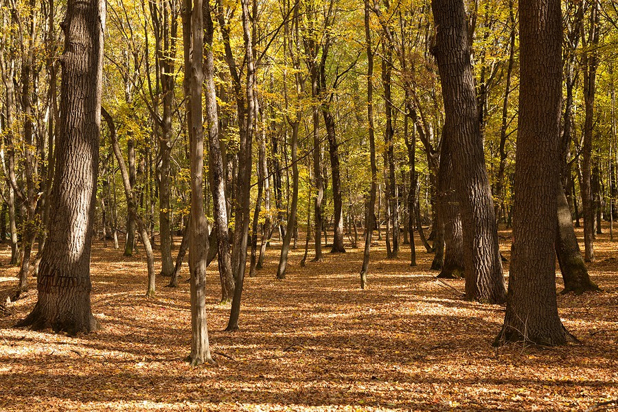 Autumn in the Oak reservation Dumbrava 2012
