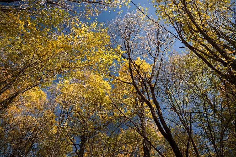 Autumn in the Oak reservation Dumbrava 2012