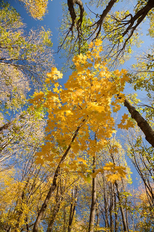 Autumn in the Oak reservation Dumbrava 2012