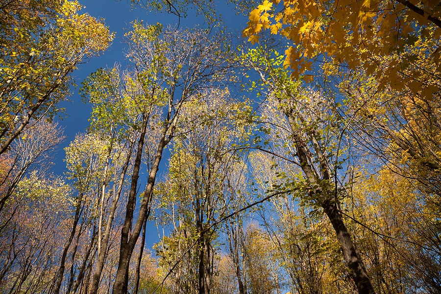 Autumn in the Oak reservation Dumbrava 2012