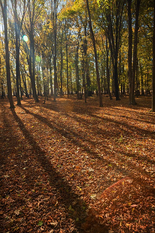 Autumn in the Oak reservation Dumbrava 2012