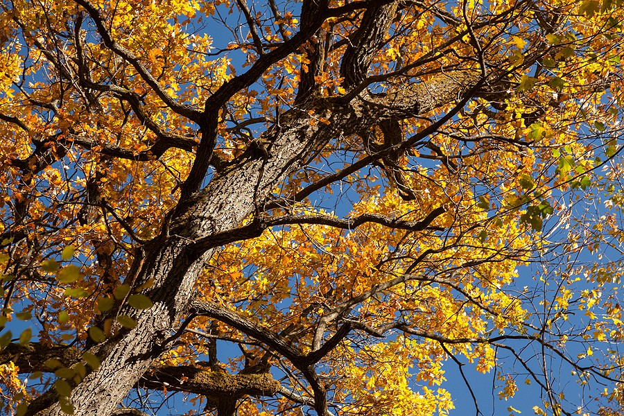 Autumn in the Oak reservation Dumbrava 2012