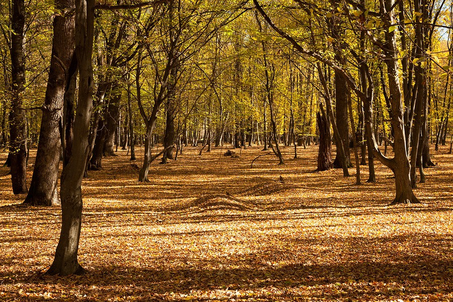 Autumn in the Oak reservation Dumbrava 2012