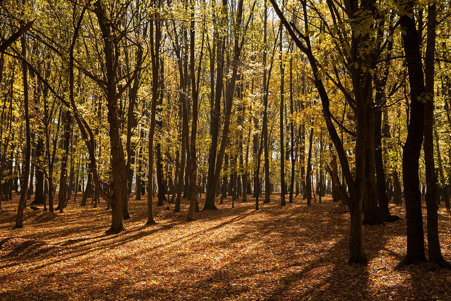 Autumn in the Oak reservation Dumbrava 2012