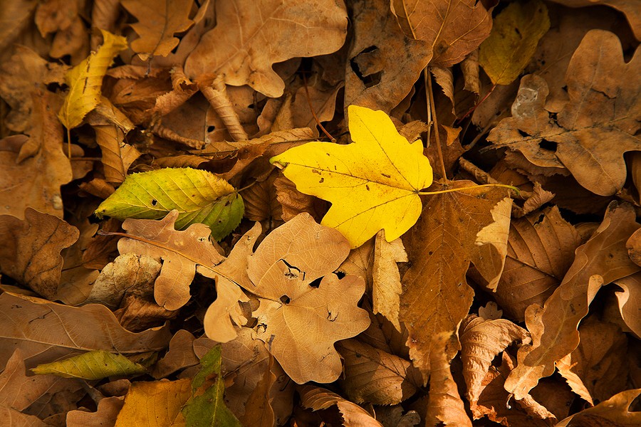 Autumn in the Oak reservation Dumbrava 2012