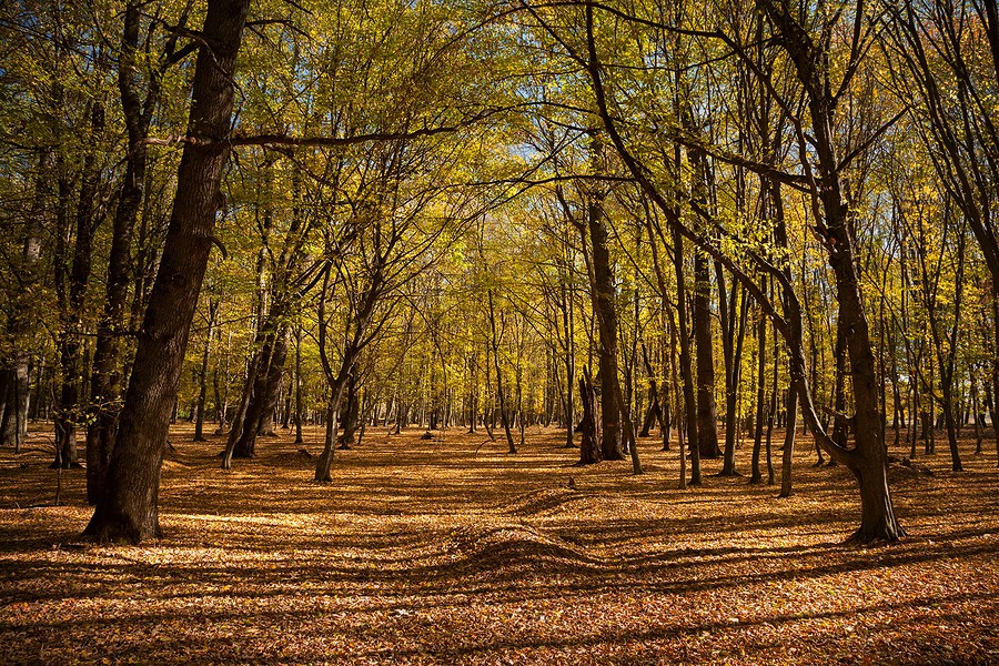 Autumn in the Oak reservation Dumbrava 2012
