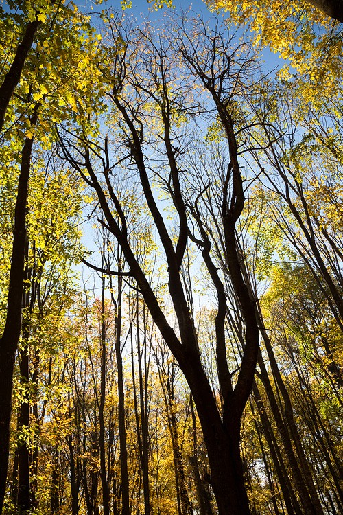 Autumn in the Oak reservation Dumbrava 2012